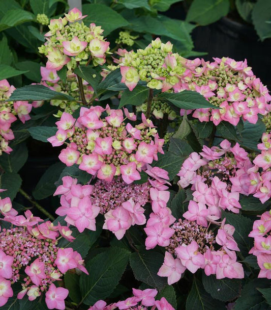 Hydrangea mac. subsp. serrata Let's Dance Can Do® (Let's Dance Can Do® Reblooming hydrangea)