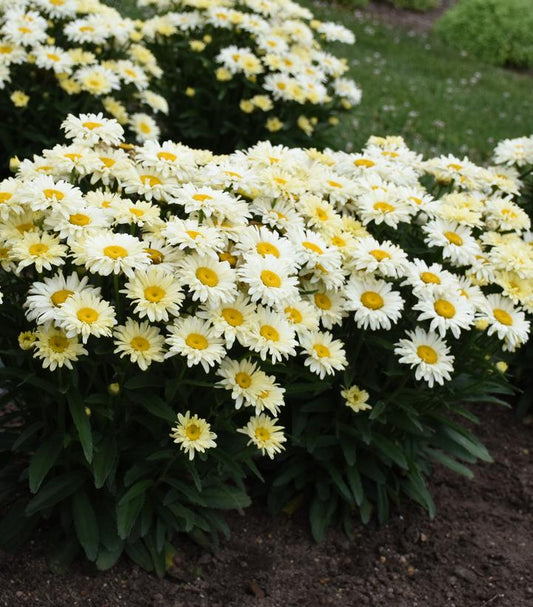 Leucanthemum Amazing Daisies® 'Banana Cream II' (Banana Cream II Shasta Daisy)