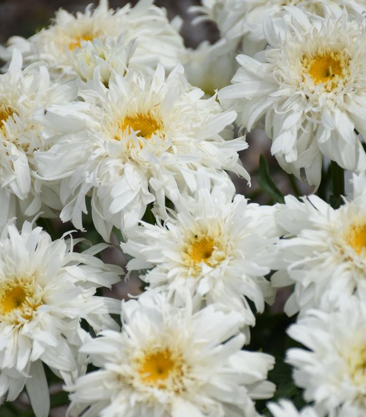 Leucanthemum Amazing Daisies® 'Marshmallow' (Marshmallow Shasta Daisy)