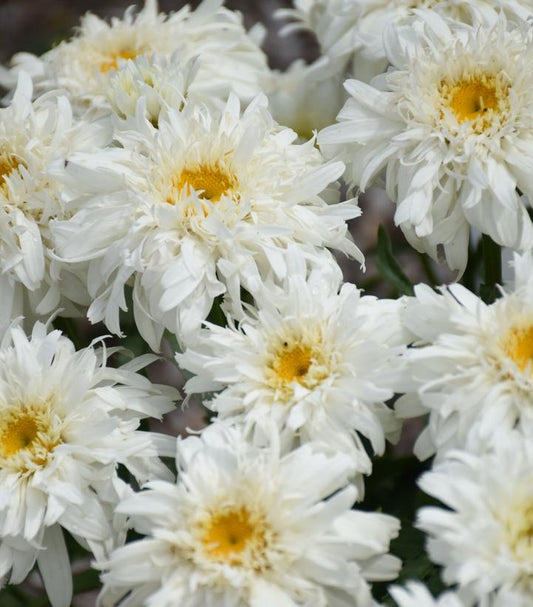 Leucanthemum Amazing Daisies® 'Marshmallow' (Marshmallow Shasta Daisy)