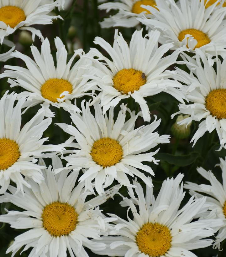 Leucanthemum Amazing Daisies® 'Spun Silk' (Spun Silk Shasta Daisy)