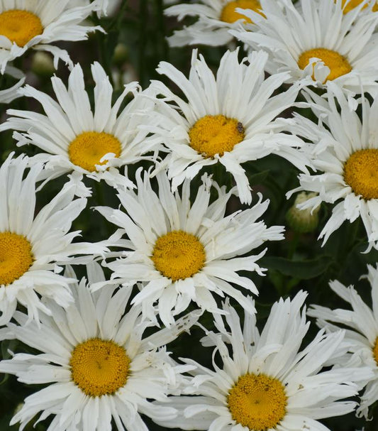 Leucanthemum Amazing Daisies® 'Spun Silk' (Spun Silk Shasta Daisy)