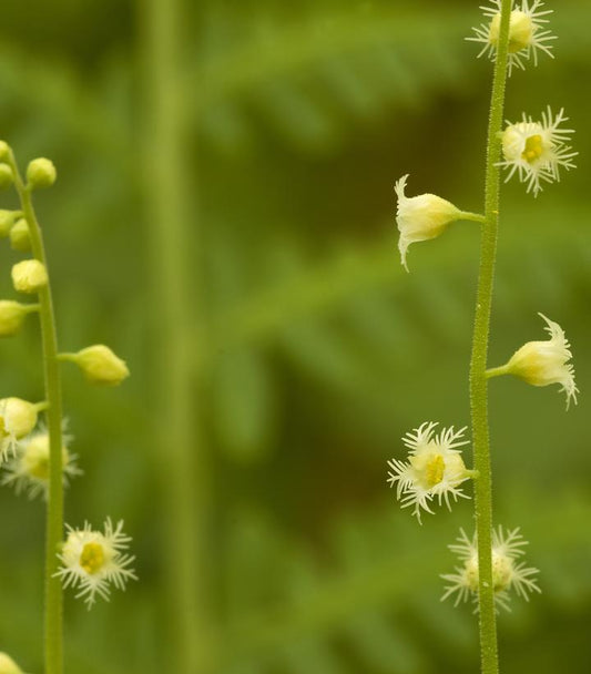 Mitella diphylla (brewer's cap)