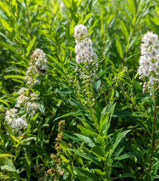 Spiraea alba var. latifolia (White Meadowsweet)