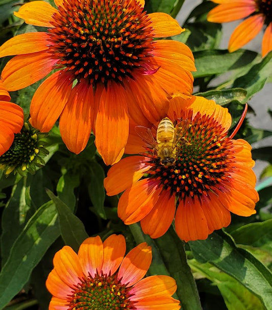 Echinacea x hybrida Artisan™; Soft Orange (Soft Orange Coneflower)