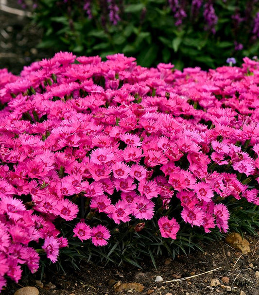 Dianthus hybrid 'Paint the Town Fancy' (Paint the Town Fancy Pinks)