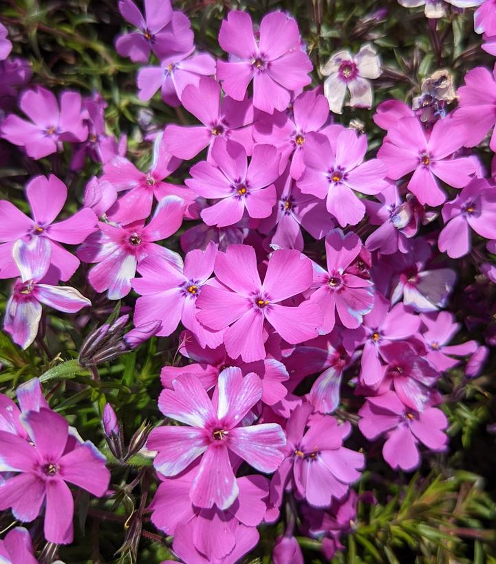 Phlox subulata Spring Purple (Spring Purple Moss Phlox)