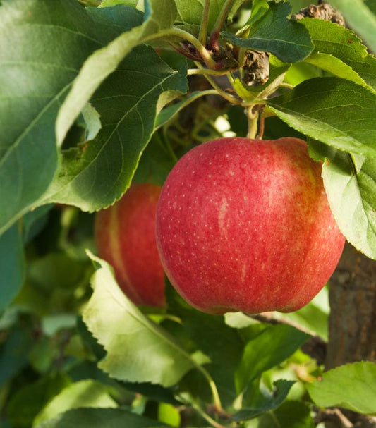 Malus domestica 'Ambrosia' (Ambrosia Apple)