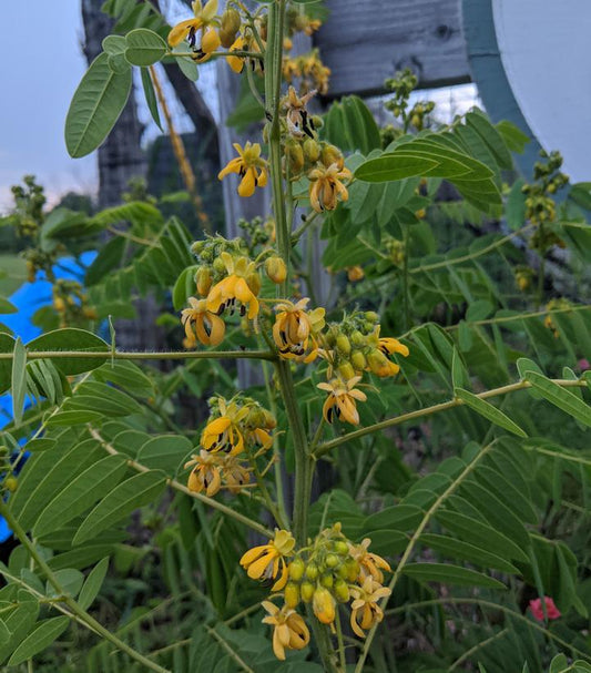 Senna hebecarpa (Wild Senna)