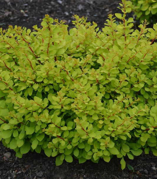 Berberis WorryFree® Lemon Glow® (WorryFree® Lemon Glow® Barberry)