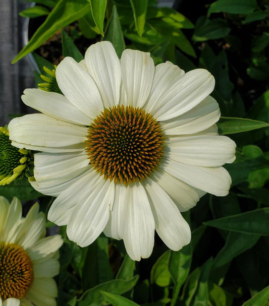Echinacea hybrid Color Coded™; 'The Price is White' (The Price is White Coneflower)
