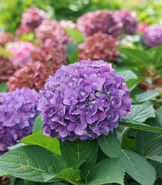 Hydrangea x Let's Dance ¡Arriba!® (Let's Dance ¡Arriba!® Bigleaf Hydrangea)
