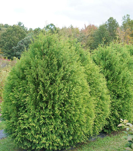 Thuja occidentalis Cheer Drops™; (Cheer Drops Arborvitae)