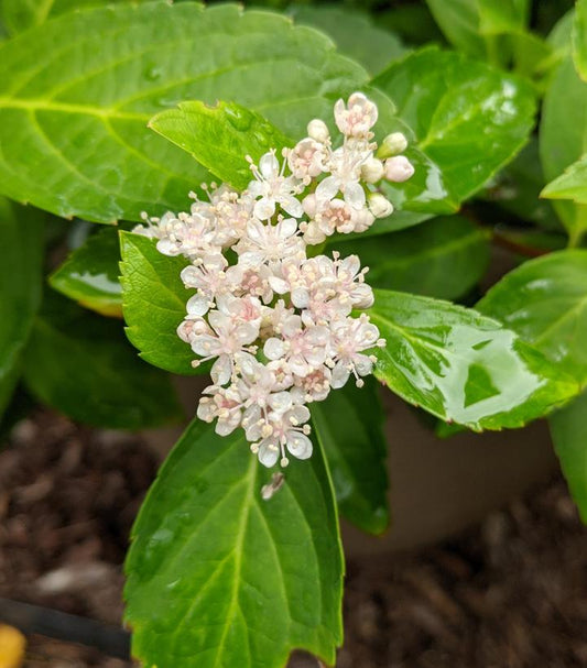 Hydrangea x Fairytrail Bride® Cascade Hydrangea® (Fairytrail Bride® Cascade Hydrangea®)