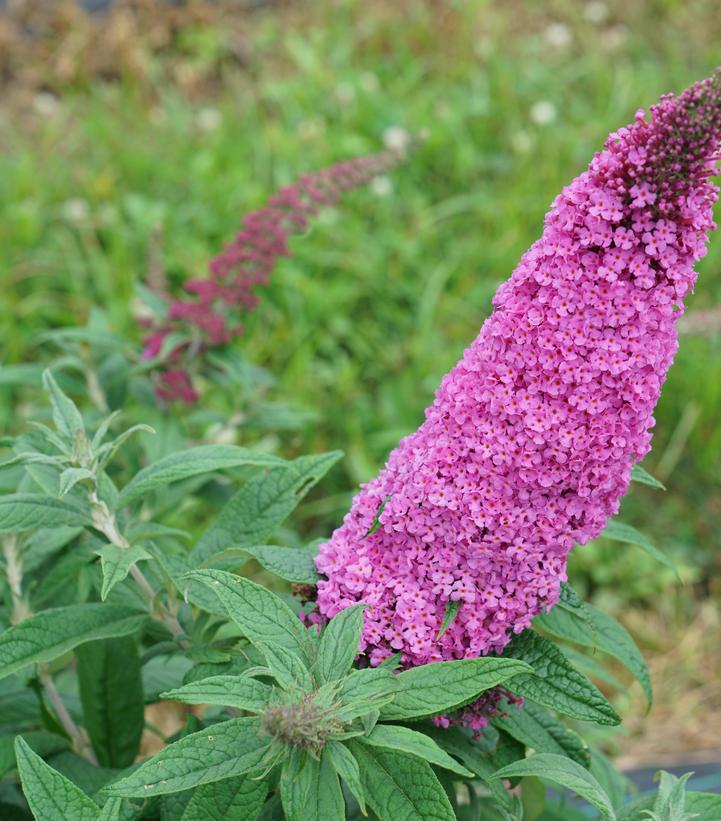 Buddleia x Pugster Pinker® (Pugster Pinker® Butterfly Bush)