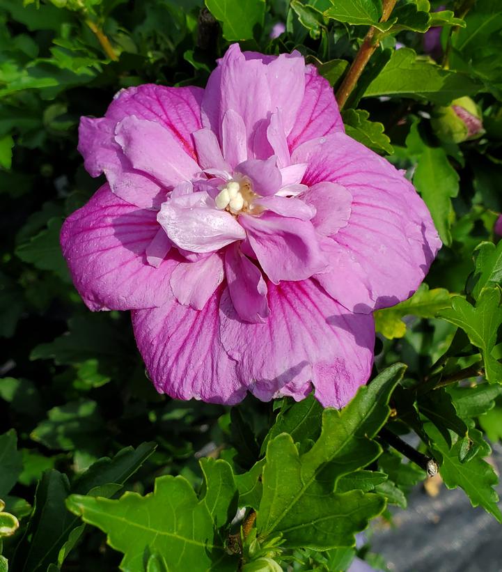 Hibiscus syriacus Dark Lavender Chiffon® (Dark Lavender Chiffon® Rose of Sharon)