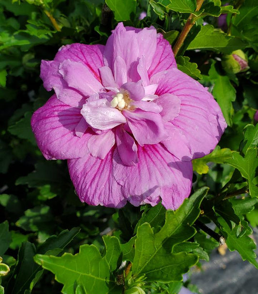 Hibiscus syriacus Dark Lavender Chiffon® (Dark Lavender Chiffon® Rose of Sharon)