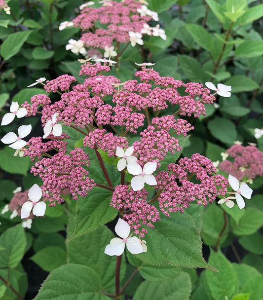 Hydrangea arborescens subsp. radiata Invincibelle Lace® (Invincibelle Lace®Smooth hydrangea)