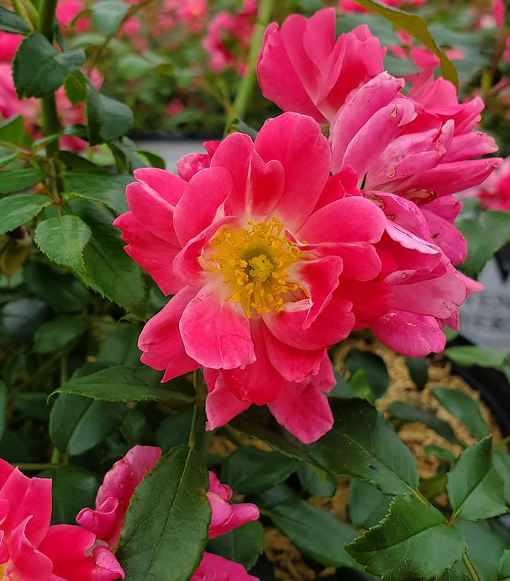 Rosa x Oso Easy® Double Pink (Double Pink Landscape Rose)