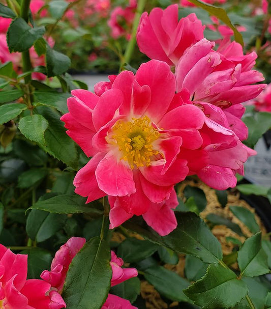 Rosa x Oso Easy® Double Pink (Double Pink Landscape Rose)