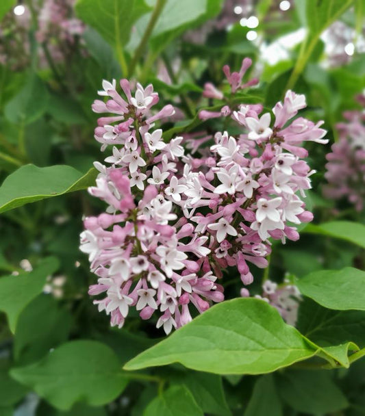 Syringa x Baby Kim® (Baby Kim Lilac)