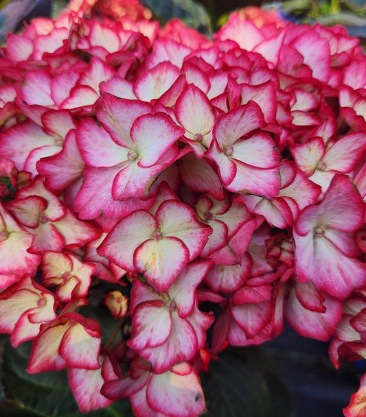 Hydrangea mac. 'Kimono' (Kimono Bigleaf Hydrangea)