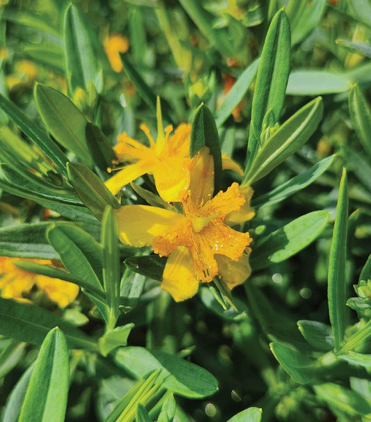Hypericum kalmianum Cobalt-n-Gold™; (Cobalt-n-Gold™; St. John's Wort)