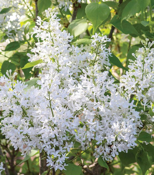 Syringa vulgaris New Age™; White (New Age™; White Lilac)