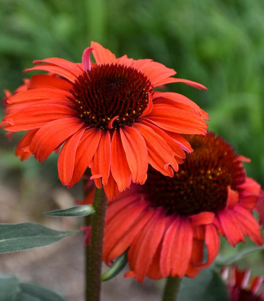Echinacea Eye-Catcher™; 'Tanager' (Tanager Coneflower)