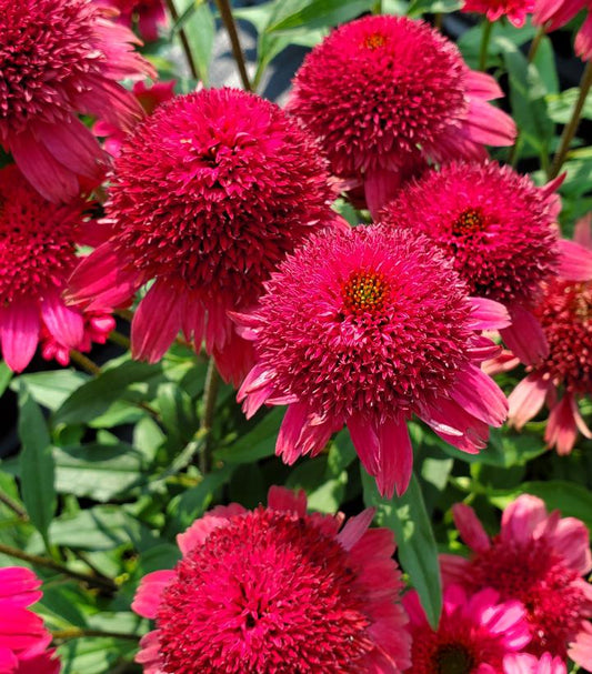 Echinacea Sunny Days™; Ruby (Ruby Coneflower)