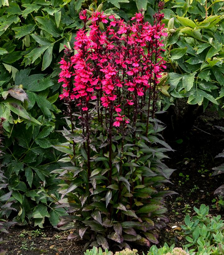 Lobelia speciosa Starship™; Rose (cardinal flower)