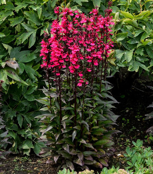 Lobelia speciosa Starship™; Rose (cardinal flower)