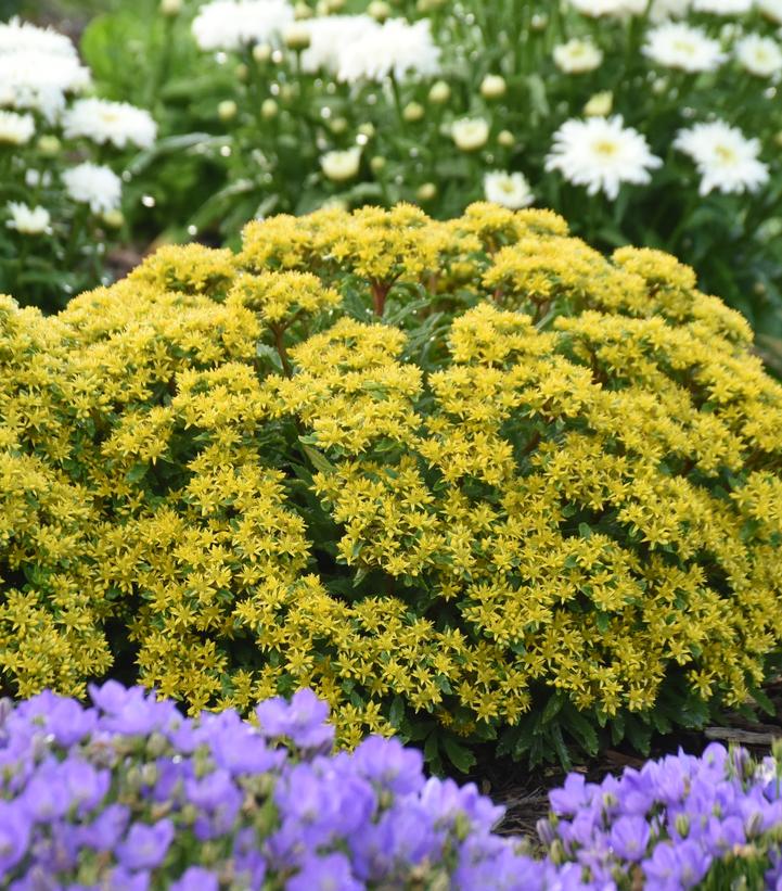 Sedum ROCK 'N LOW™; 'Bright Idea' (ROCK 'N LOW™; 'Bright Idea' Stonecrop)