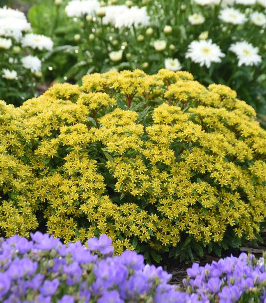 Sedum ROCK 'N LOW™; 'Bright Idea' (ROCK 'N LOW™; 'Bright Idea' Stonecrop)