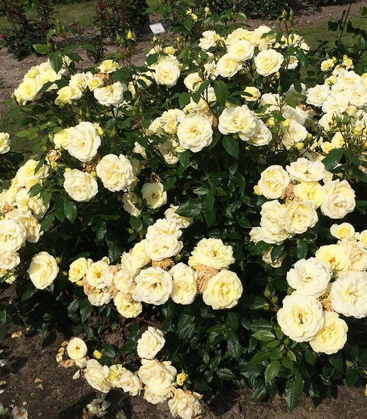 Rosa Simply Color® (Simply Color® Grandiflora Rose)