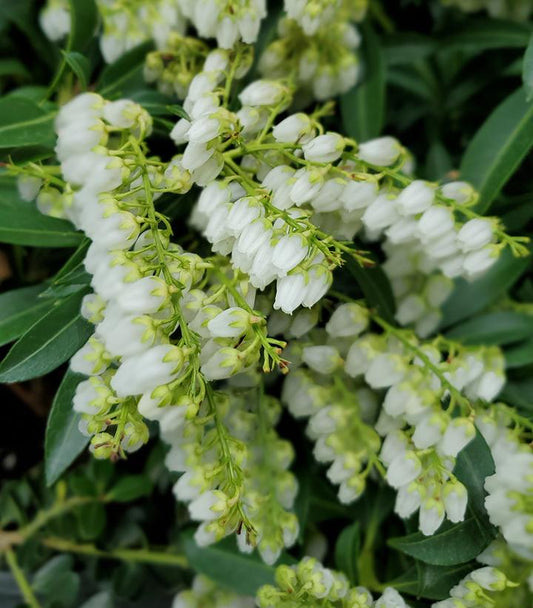 Pieris japonica 'Purity' (Purity Japanese Andromeda)