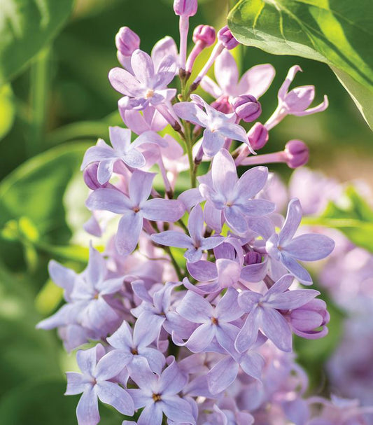 Syringa vulgaris New Age™; Lavender (New Age™; Lavender Lilac)