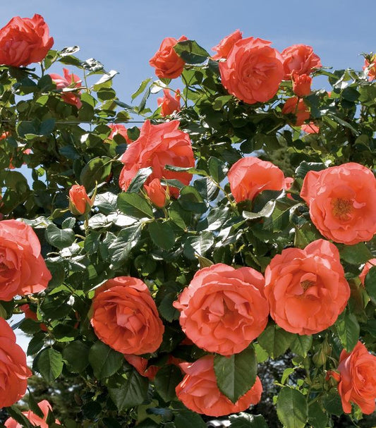Rosa Marmalade Skies™; (Marmalade Skies™; Rose)