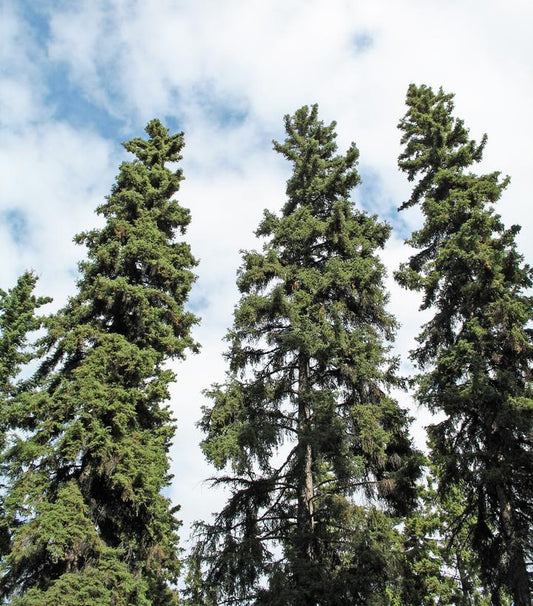 Picea glauca (White Spruce)