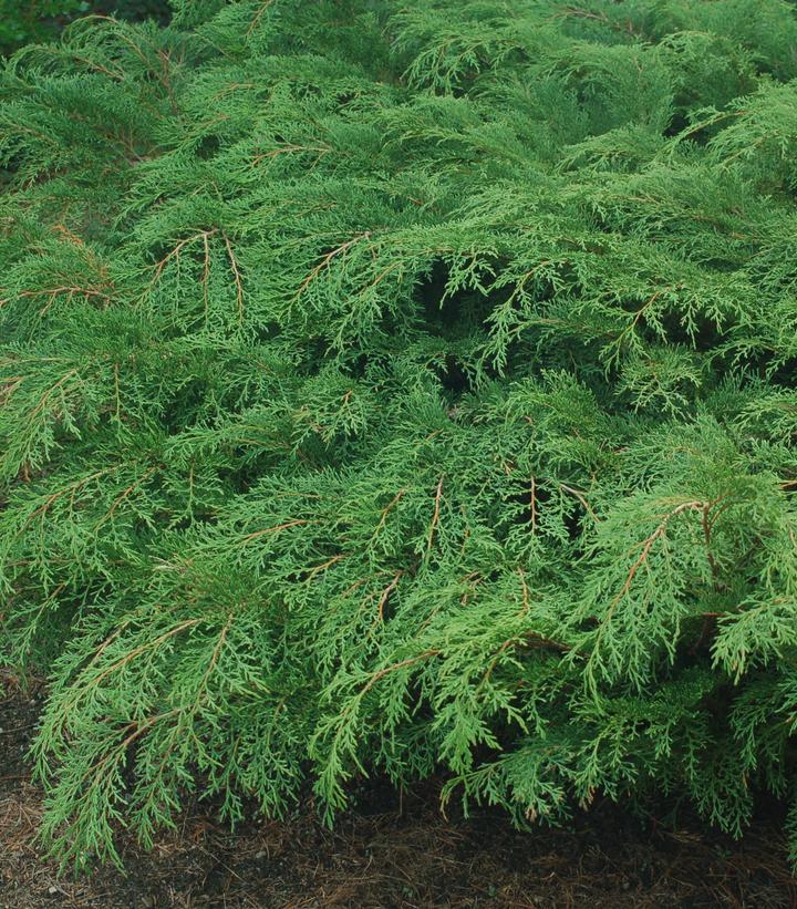 Microbiota decussata (Russian Cypress)
