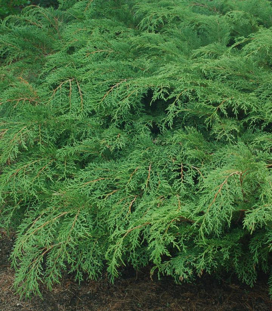 Microbiota decussata (Russian Cypress)