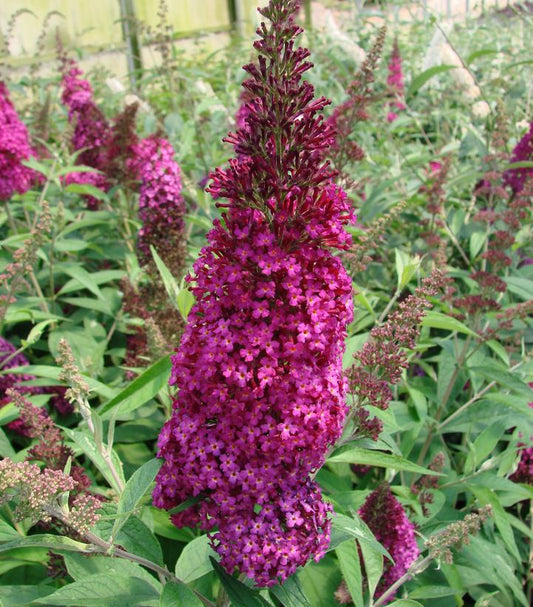 Buddleia davidii Funky Fuchsia™; (Funky Fuchsia™; Butterfly Bush)