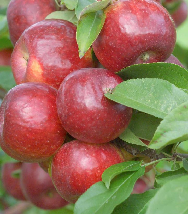Malus Frostbite™; (Frostbite Apple)