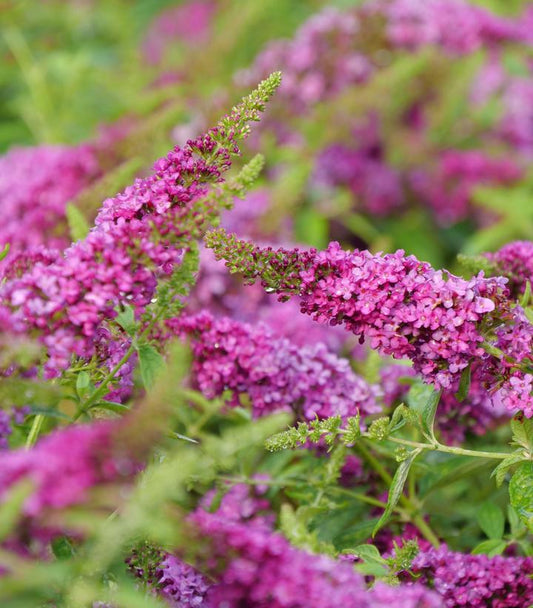 Buddleia Lo & Behold Ruby Chip® (Butterfly Bush)