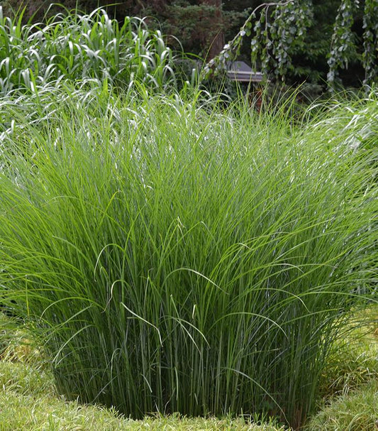 Miscanthus sinensis 'Gracillimus' (Gracillimus Maiden Grass)