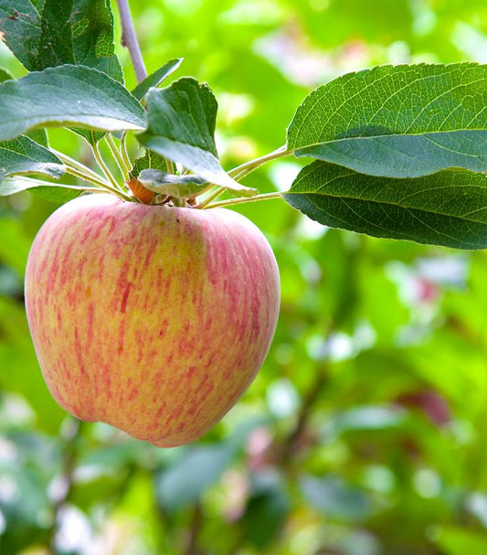 Malus domestica 'Gravenstein' (Gracenstein Apple)