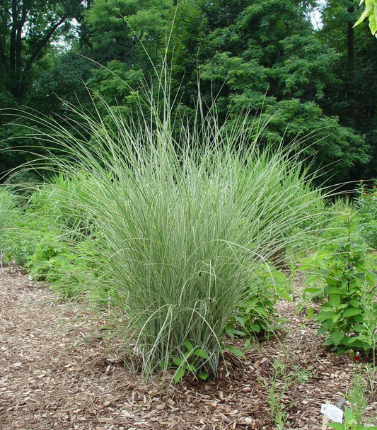Miscanthus sinensis Morning Light (Morning Light Japanese Silver Grass)