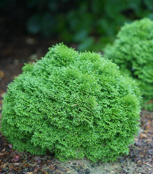 Thuja occidentalis Tater Tot® (Arborvitae)
