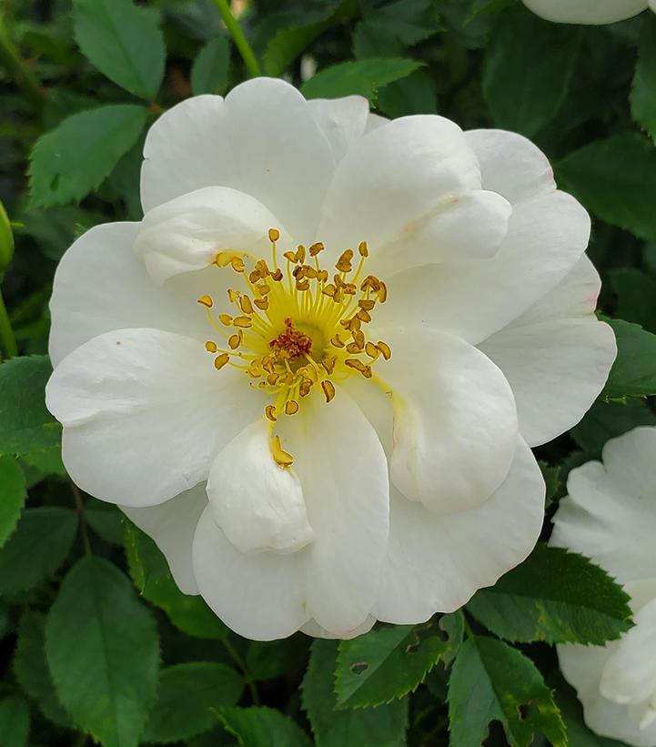 Rosa Easy Elegance® Oscar Peterson™; (Oscar Peterson™; Shrub Rose)