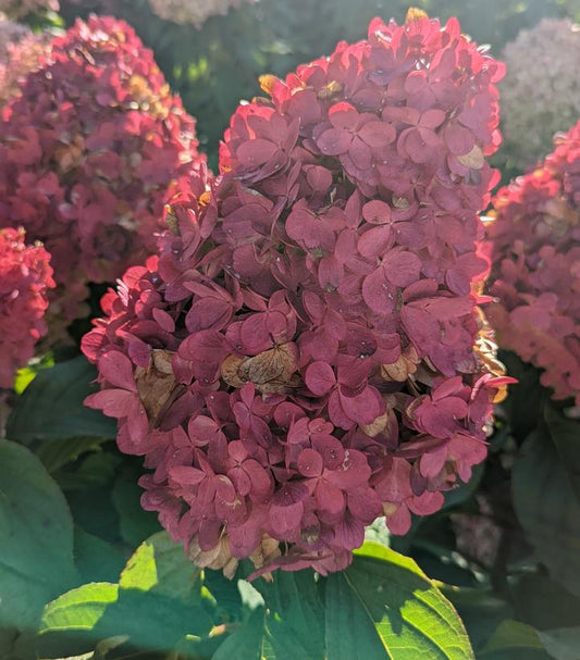 Hydrangea pan. Love-A-Lot™; Pink (Love-A-Lot™; Pink Hydrangea)
